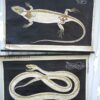 2 x DDR lesplaten / rolplaten, werveldieren