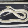 2 x DDR lesplaten / rolplaten, werveldieren - Afbeelding 3