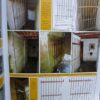 Bunker traliedeur - Afbeelding 6