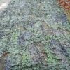NATO camouflagenet 3,3 x 6,8 meter