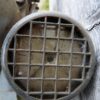 DDR waterpomp - Afbeelding 4
