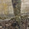 Bundeswehr ,,Flecktarn,, camouflage broek, gebruikt - Afbeelding 3