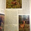 Sigaretten kaartjes spaarboek, van voor 1945 ,,Tierweld unseren Heimat,, - Afbeelding 2