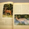 2x sigaretten foto albums ,,Aus Wald und Flur,, uit 1937 - Afbeelding 5