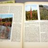 2x sigaretten foto albums ,,Aus Wald und Flur,, uit 1937 - Afbeelding 6